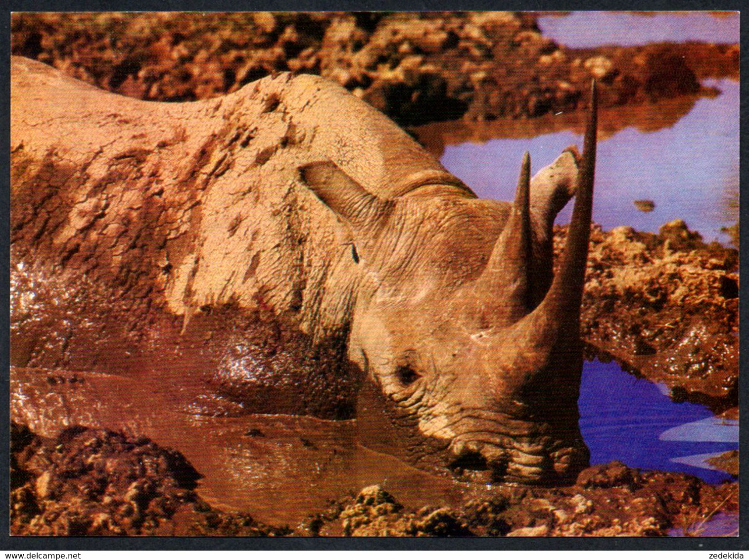 C6126 - TOP Nashorn Spitzmaulnashorn - Planet Verlag DDR - Neushoorn