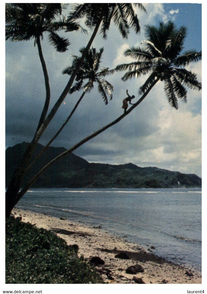 (MM 25) American Samoa - Native Up A Coconut Tree (not A Common Sight...) - Samoa Americana