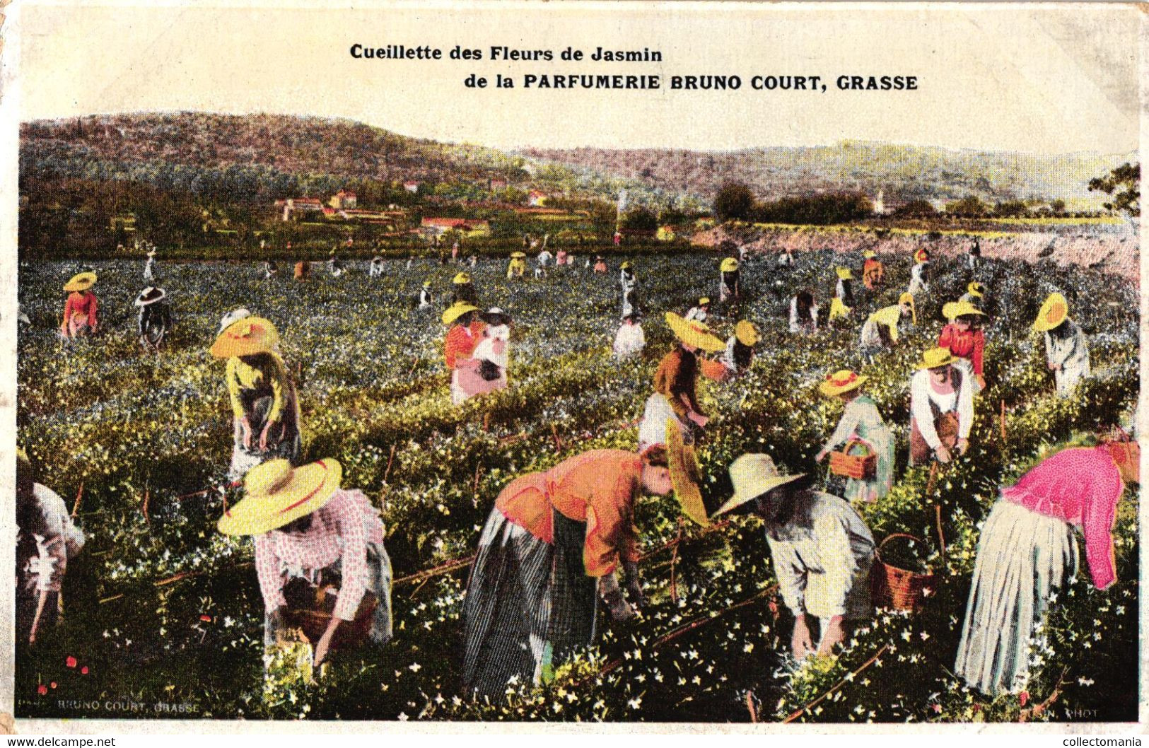 3 CP Cueillette Des Fleurs De Tubéreuses JASMIN Violtees Parfumerie Bruno Court GRASSE  Alpes-Maritimes  06 - Oud (tot 1960)