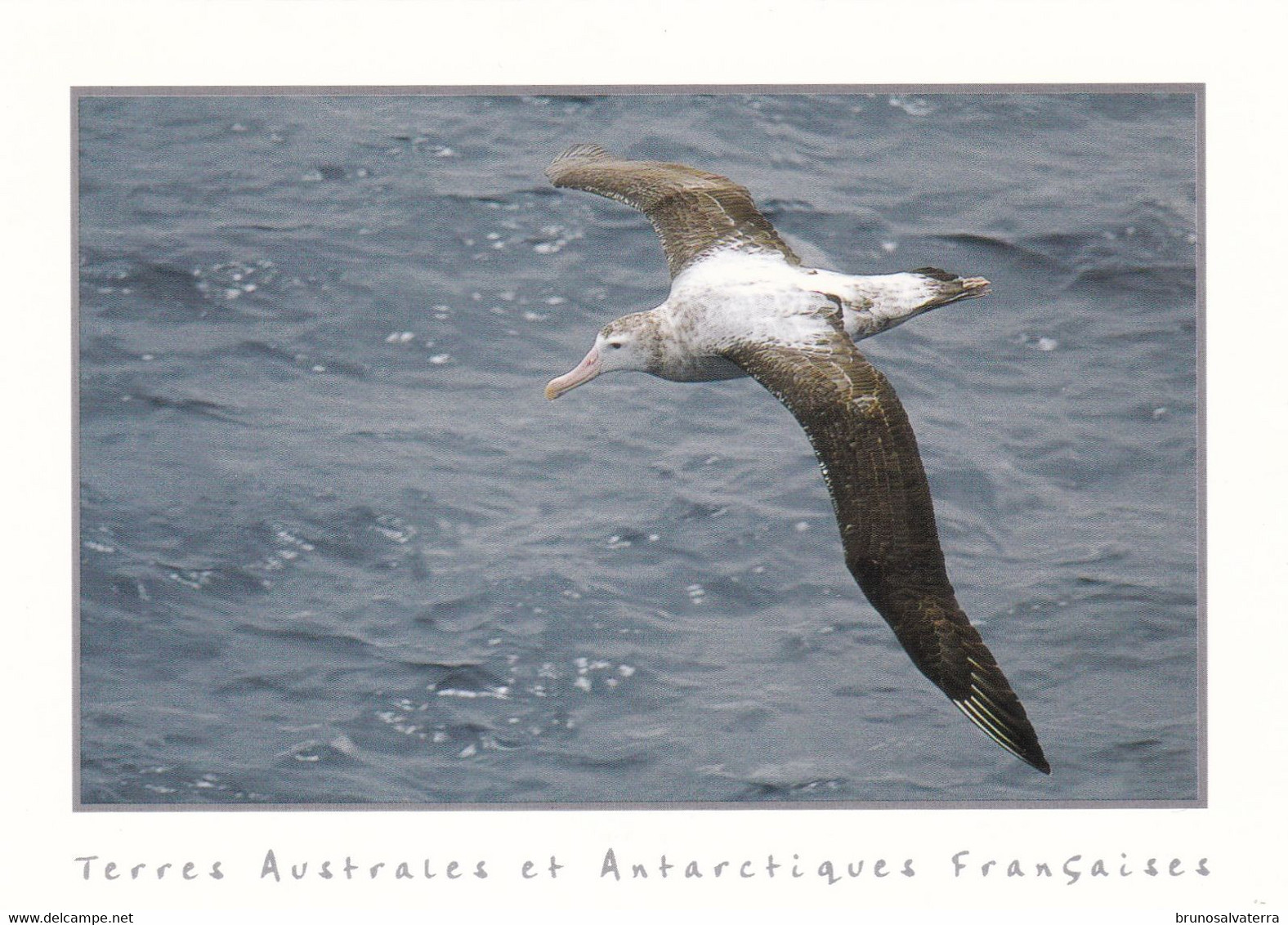 TERRES AUSTRALES ET ANTARCTIQUES FRANCAISES - Grand Albatros - TAAF : French Southern And Antarctic Lands