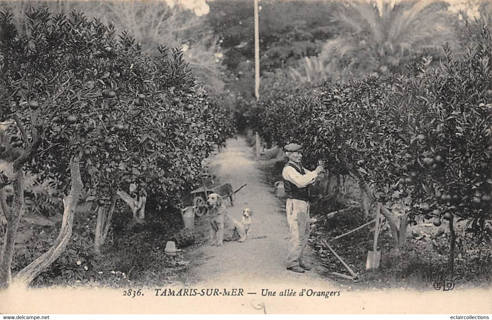 Tamaris Sur Mer        83          Une Allée D'orangers         ( Voir Scan) - Tamaris