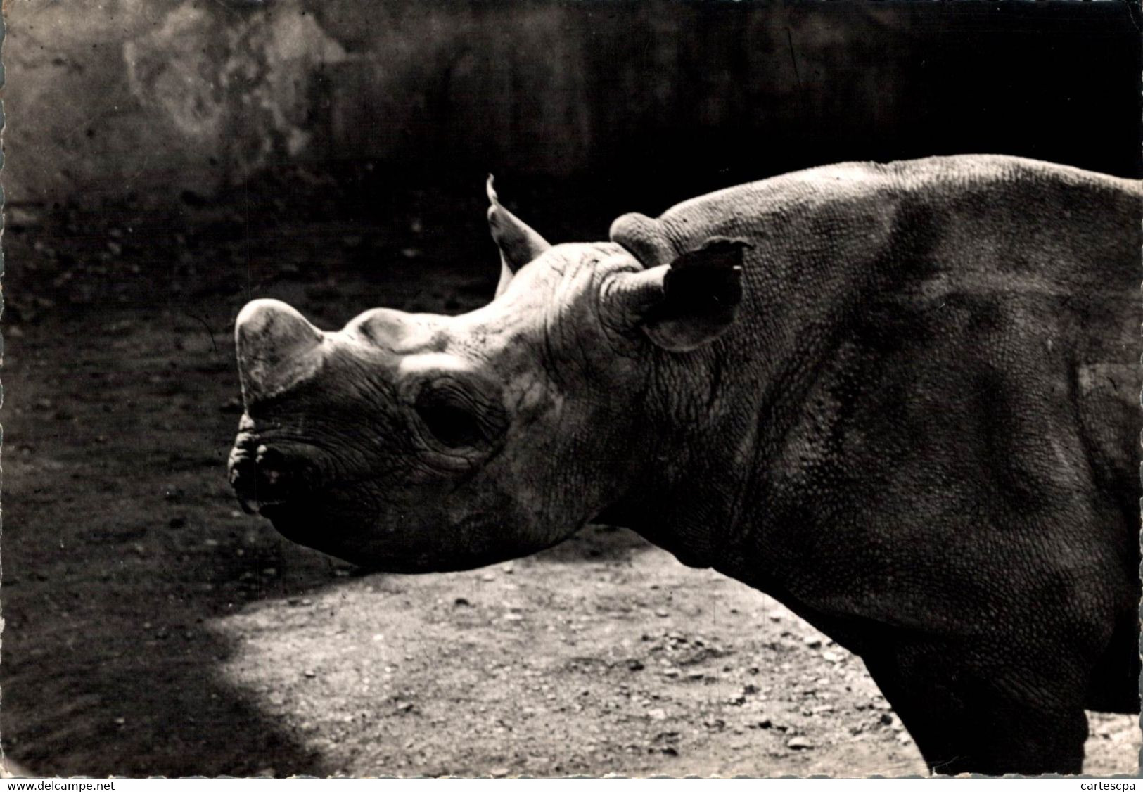 Rhinoceros 29   Publicité Genoline 1957  CPM Ou CPSM - Neushoorn