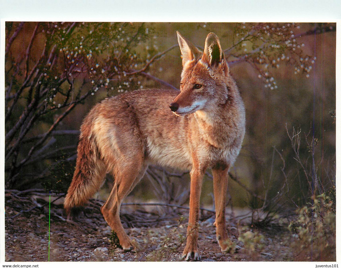 CPSM Zion National Park-Coyote       L636 - Zion