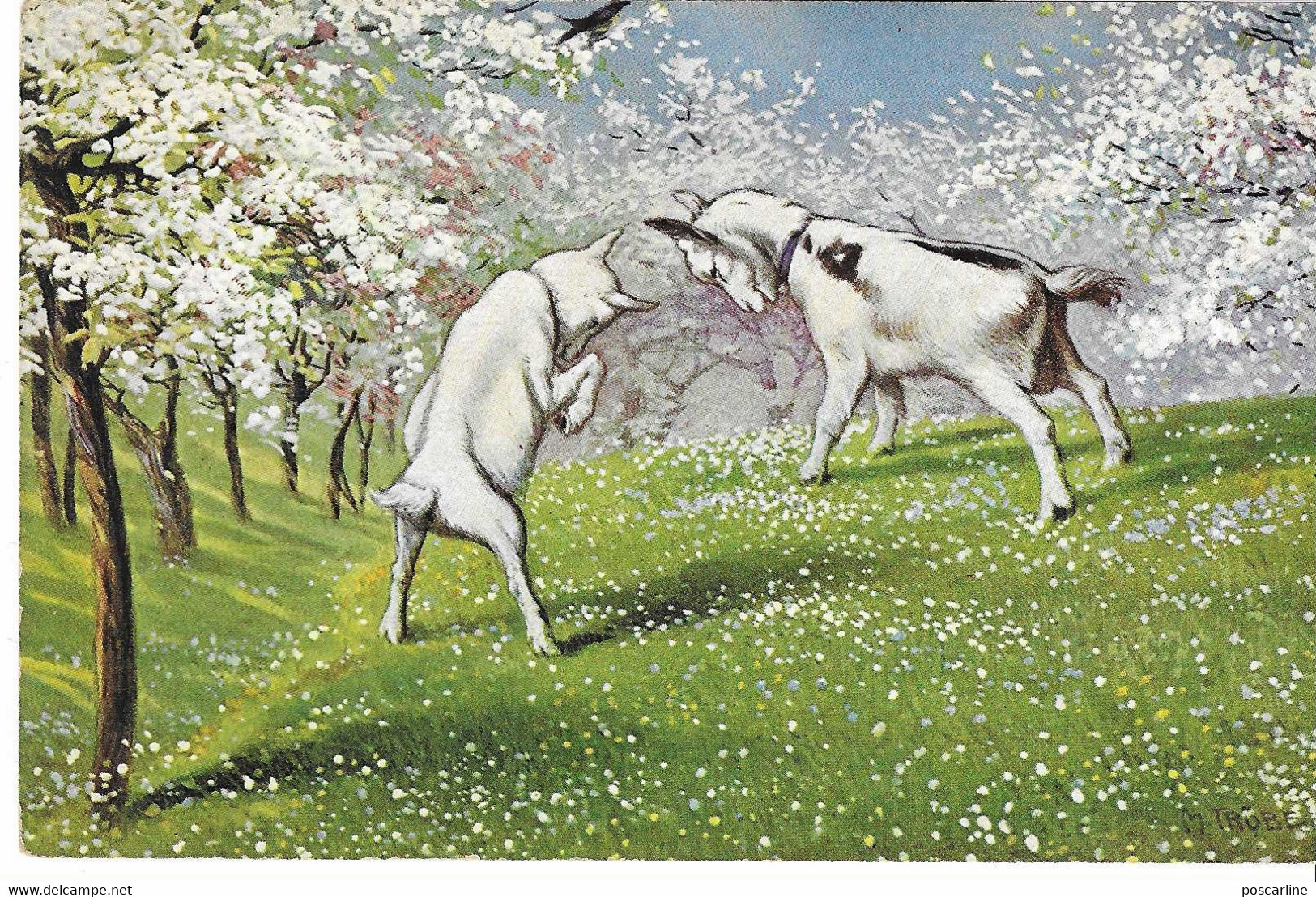 Illustrateur, Jeunes Chèvres, Printemps,  Goat ,signée Trübe , 2 Scans - Truebe, Maxim