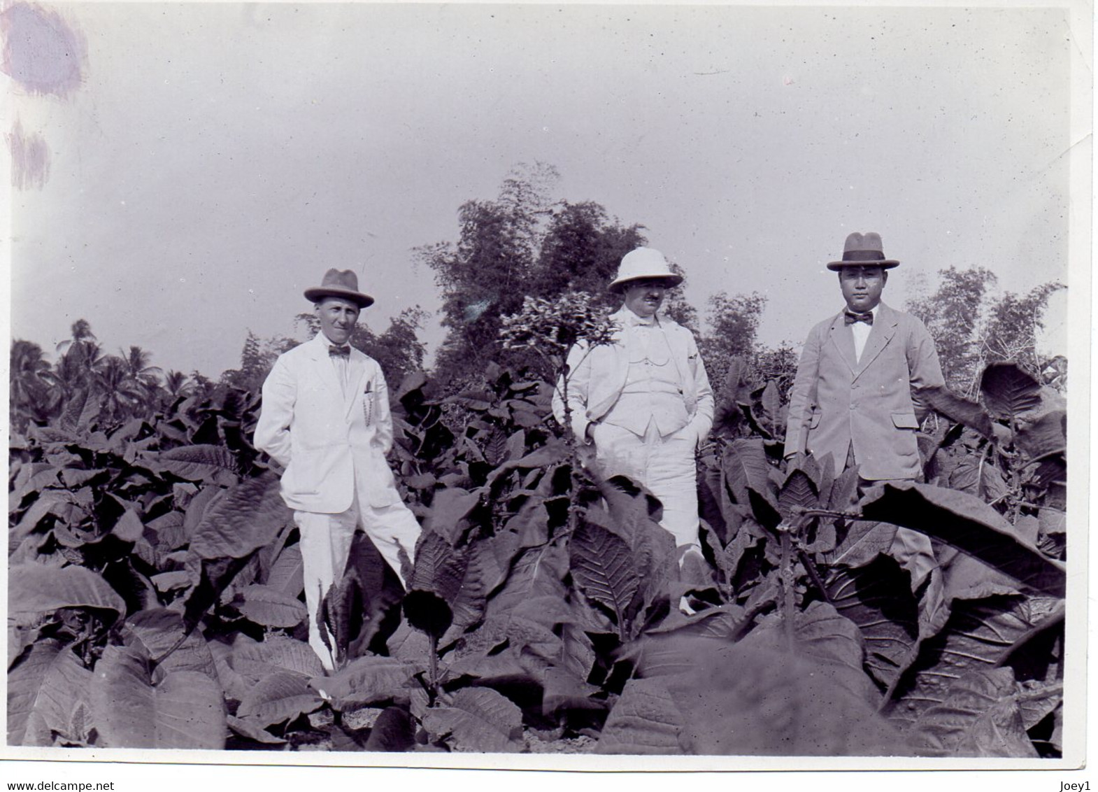 Photo Plants De Tabac En Fleur à Java,photo Revue Internationale Des Tabacs,fomats 11/16 - Mestieri