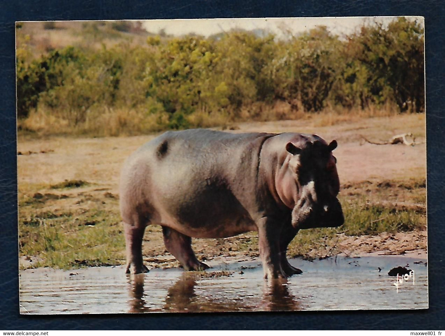Animaux D'Afrique En Liberté - Hippopotame (photo André Fatras) - Flusspferde