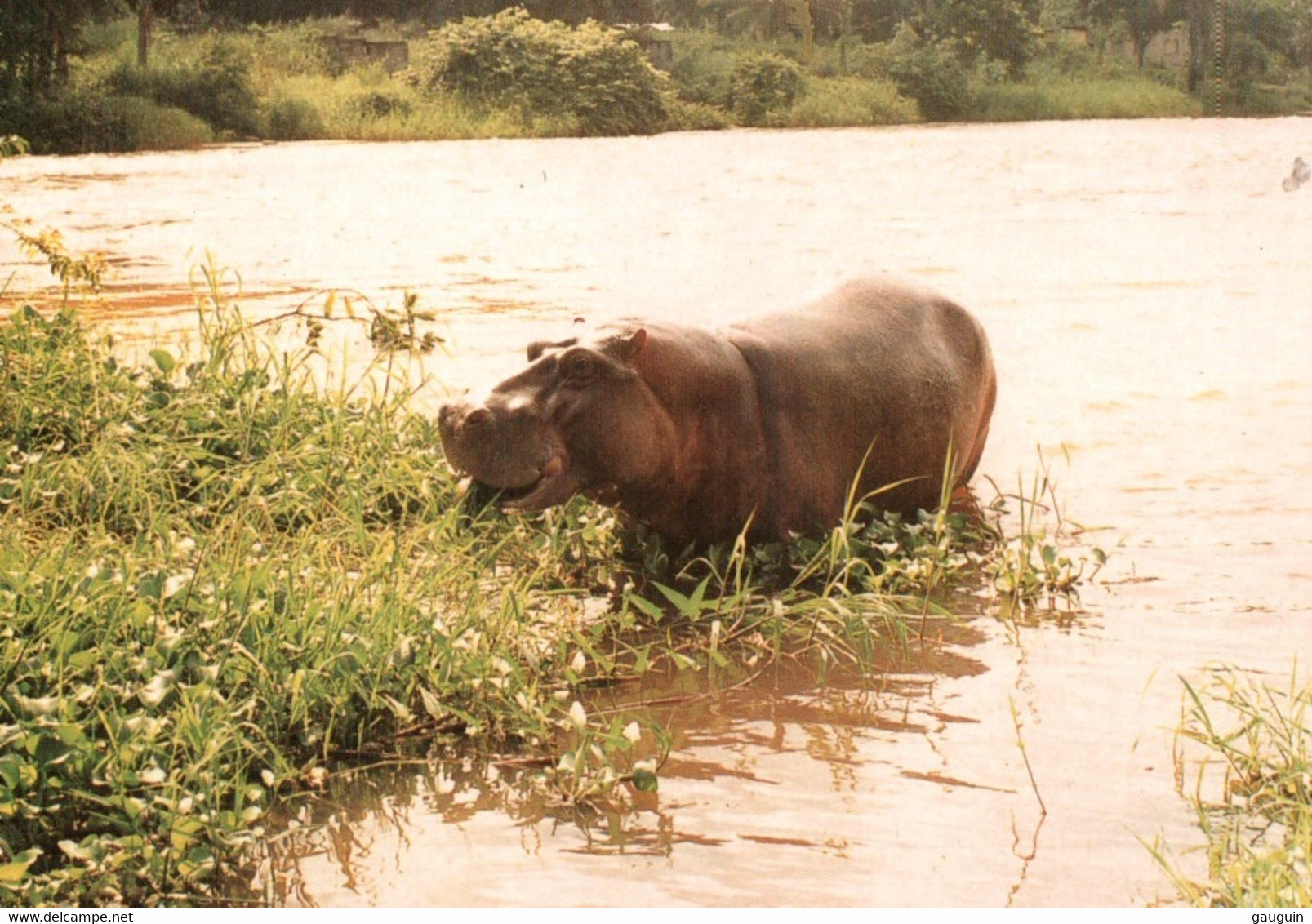 CPM - HIPPOPOPTAME Du DJOUÉ - CONGO ... - Flusspferde