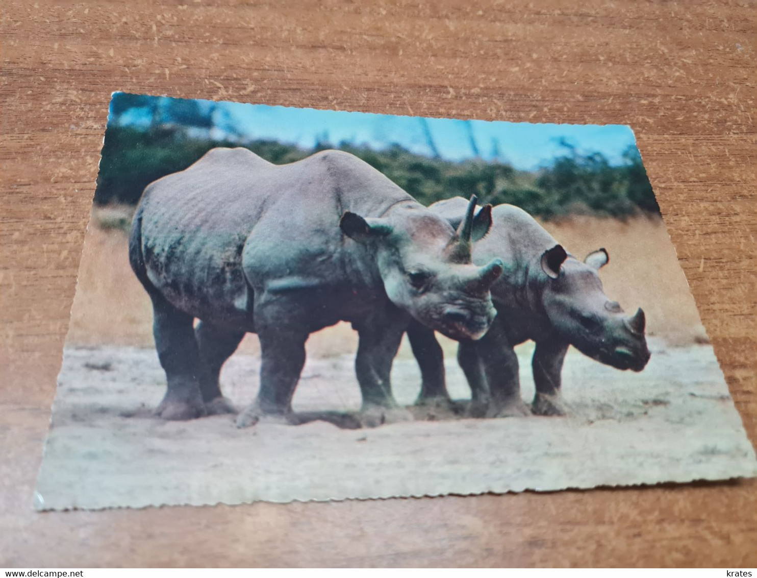 Postcard - Rhinoceros   (V 35680) - Neushoorn