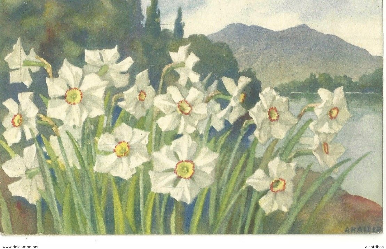 Illustrateur A.HALLER Lot  12 Cartes Fleurs Imprimées En  Suisse - Haller, A.