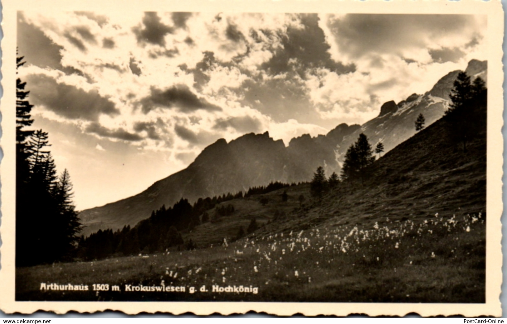 11336 - Salzburg - Hochkönig , Arthurhaus , Krokuswiesen Gegen Den Hochkönig - Nicht Gelaufen 1939 - Mühlbach Am Hochkönig