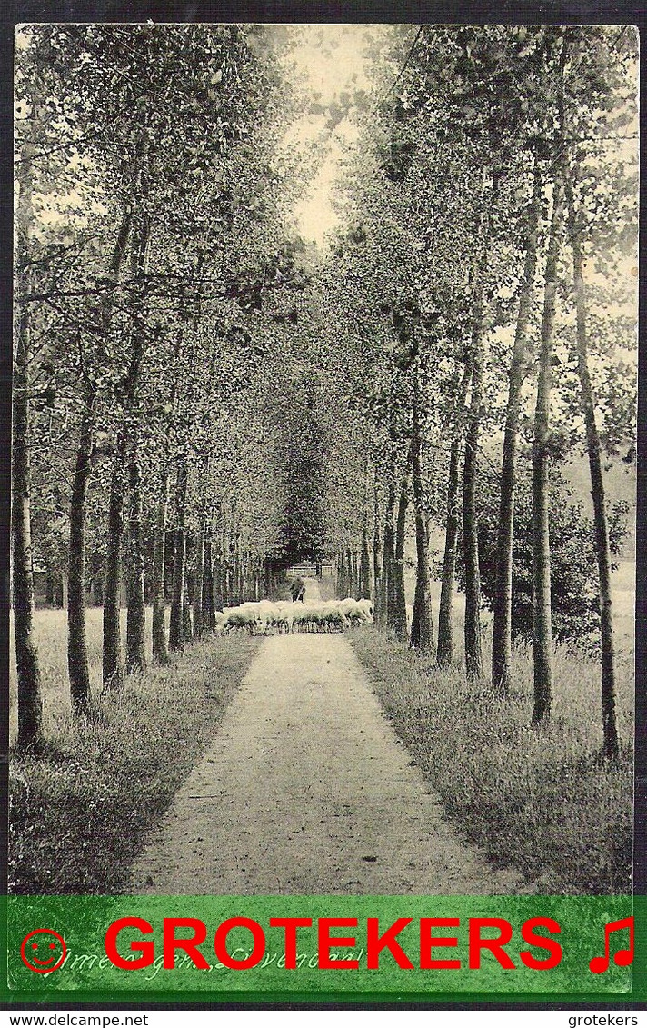 AMERONGEN “Lievendaal “ Met Schaapskudde 1911 - Amerongen