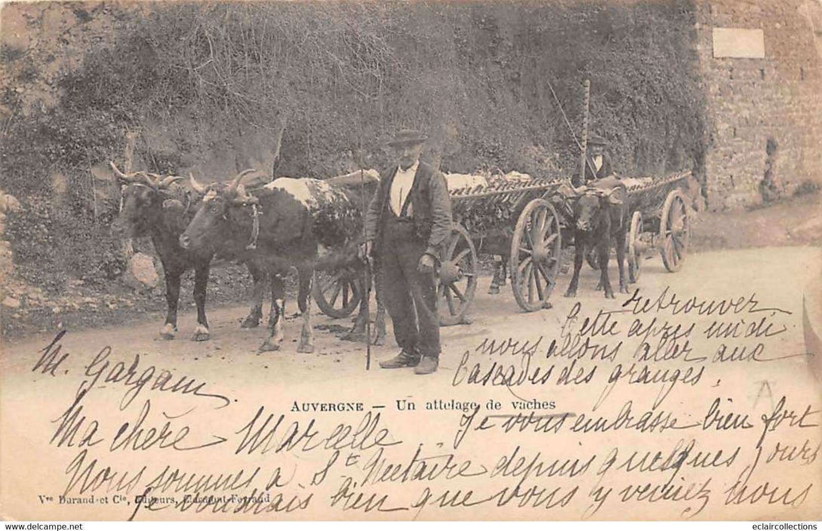 Divers Auvergne     63         Deux Attelages De Vaches     (voir Scan) - Auvergne Types D'Auvergne