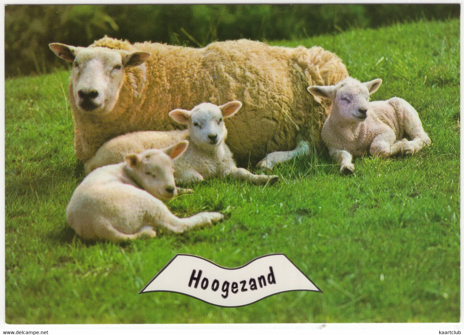 Hoogezand - Schaap Met Lammetjes - (Groningen) - Hoogezand