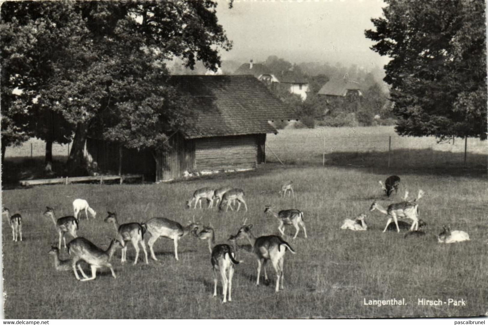 LANGENTHAL - HIRSCH PARK - Langenthal