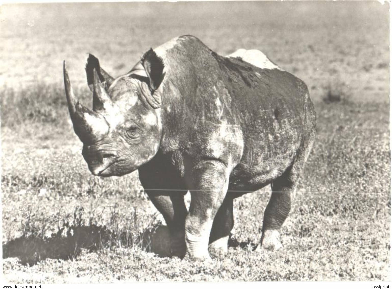 Walking Rhinoceros - Neushoorn