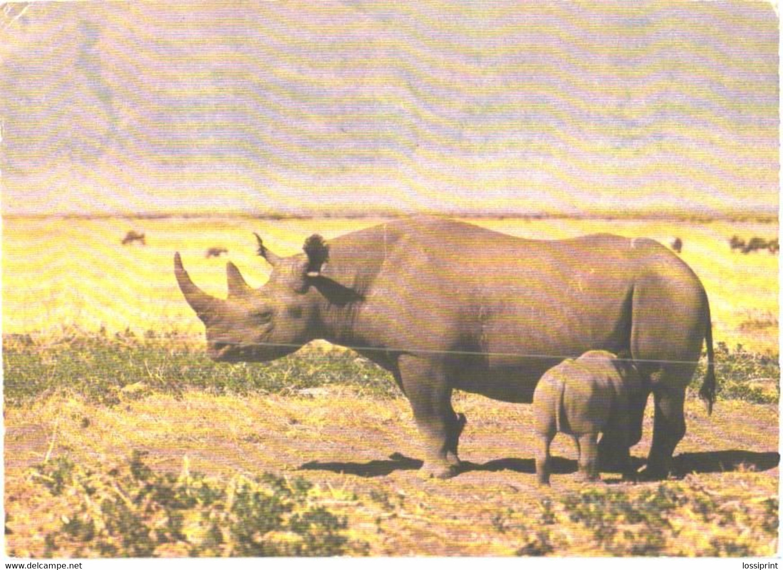 Rhinoceros With Son In Africa - Neushoorn