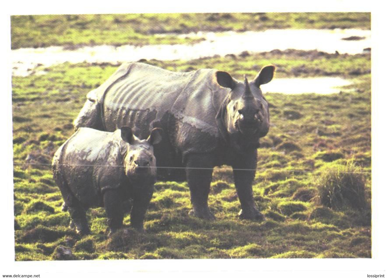 Rhinoceros With Son, Rhinoceros Unicornis - Neushoorn