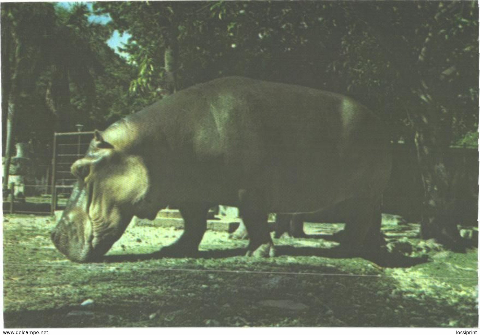 Hippopotamus In Zoo, Hippopotamo Amphibius - Hippopotamuses