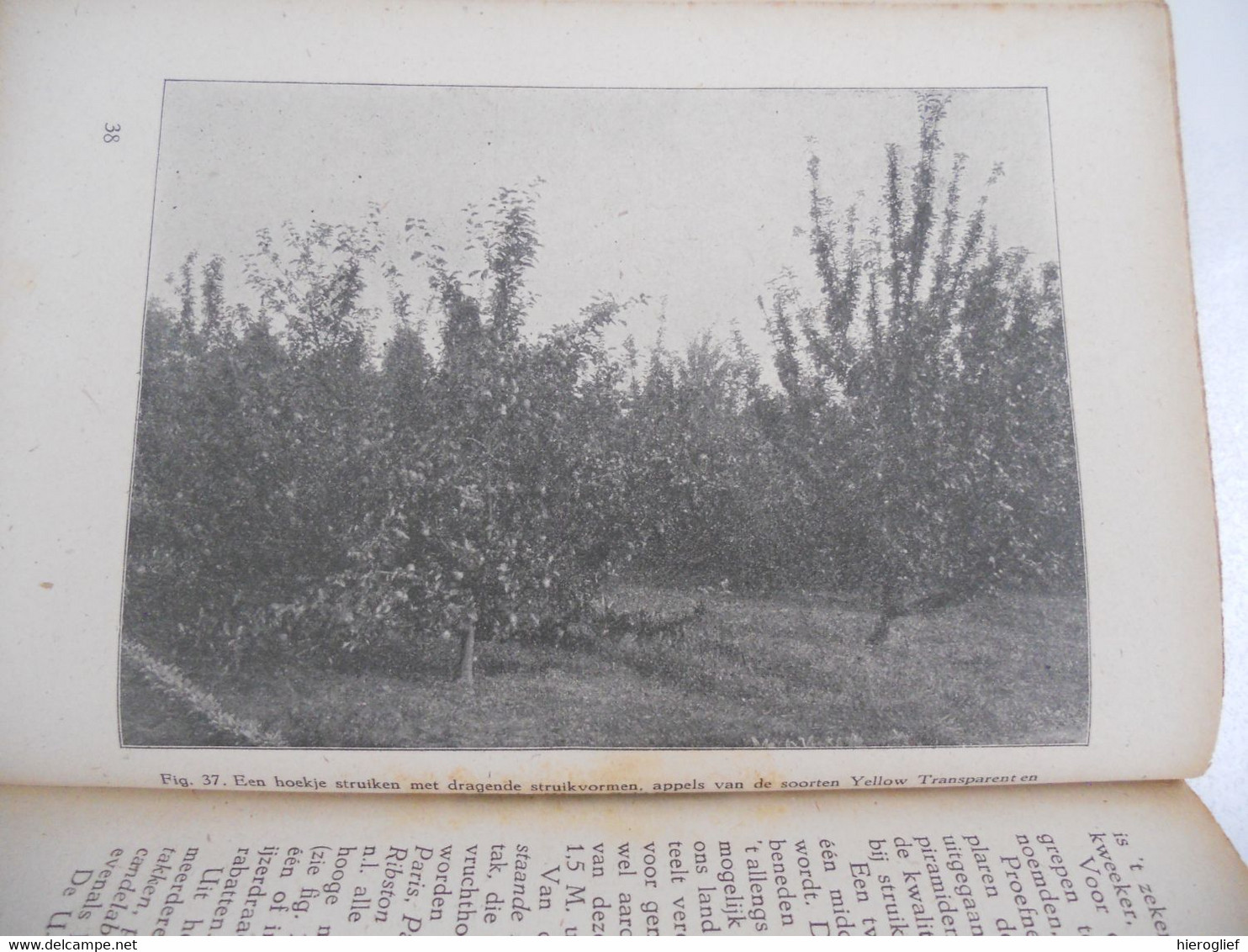 FRUITTEELT VOOR DEN AMATEUR door H. Stienstra fruitbomen fruit teelt verzorging snoeien enten bessen struiken boomgaard