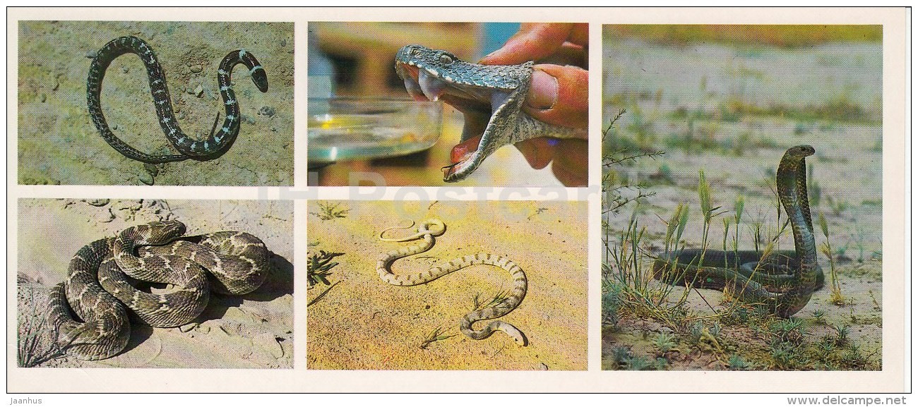 Cobra - Psammophis Lineolatus - Snakes - Kopet Dagh Nature Reserve - 1985 - Turkmenistan USSR - Unused - Turkmenistan