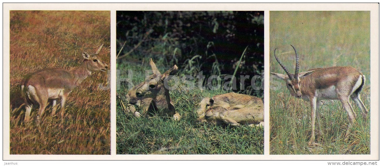 Gazelle - Kopet Dagh Nature Reserve - 1985 - Turkmenistan USSR - Unused - Turkménistan