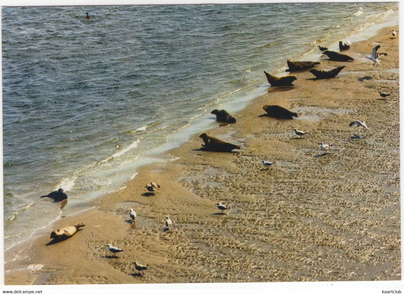 Zeehonden Op Het Wad - (Nederland/Holland) - (377) - Seal / Seehund / Phoque - Other & Unclassified