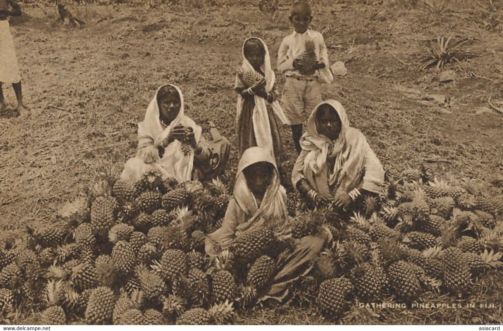 Gathering Pineapples In Fiji Ananas  Tuck  Indian Workers Emigrants - Fidji