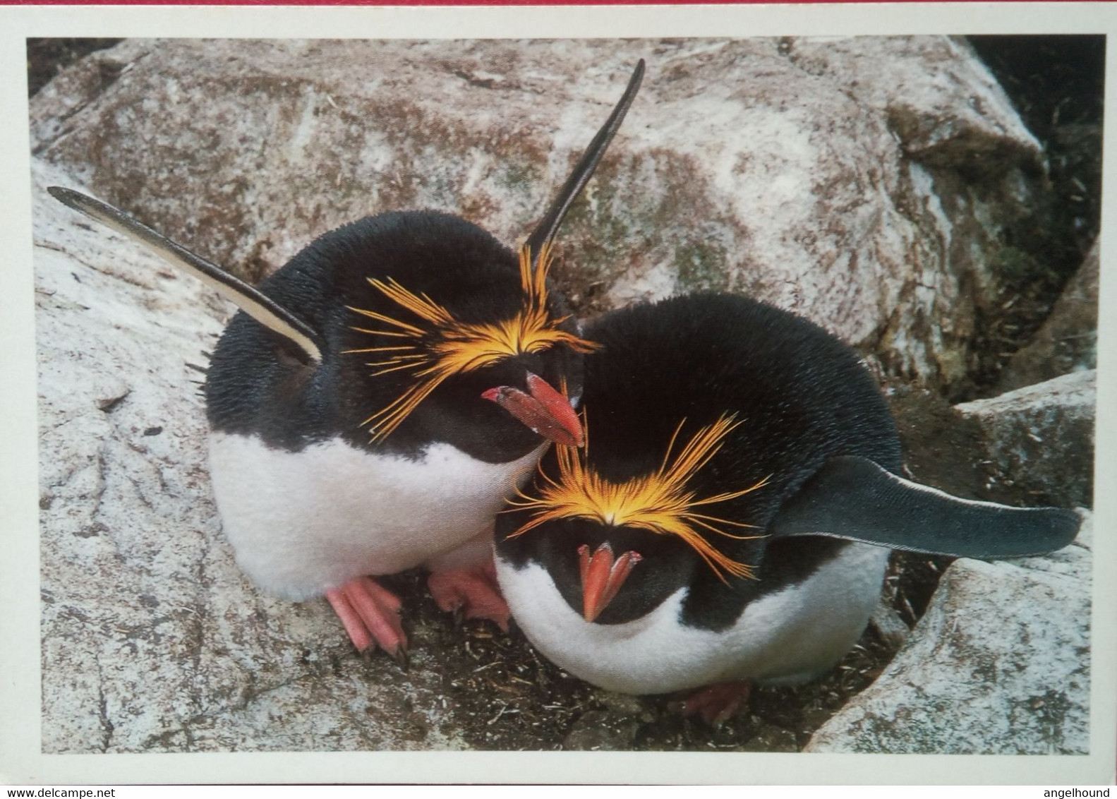 Macaroni Penguin Couple - Falklandeilanden