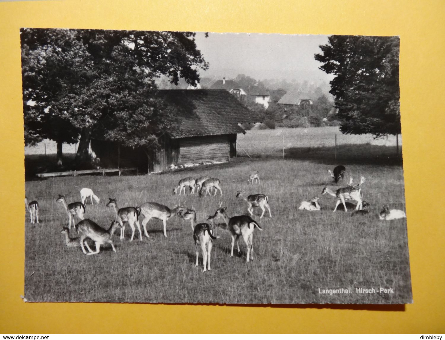 Langenthal : Hirsch - Park  (4202) - Langenthal