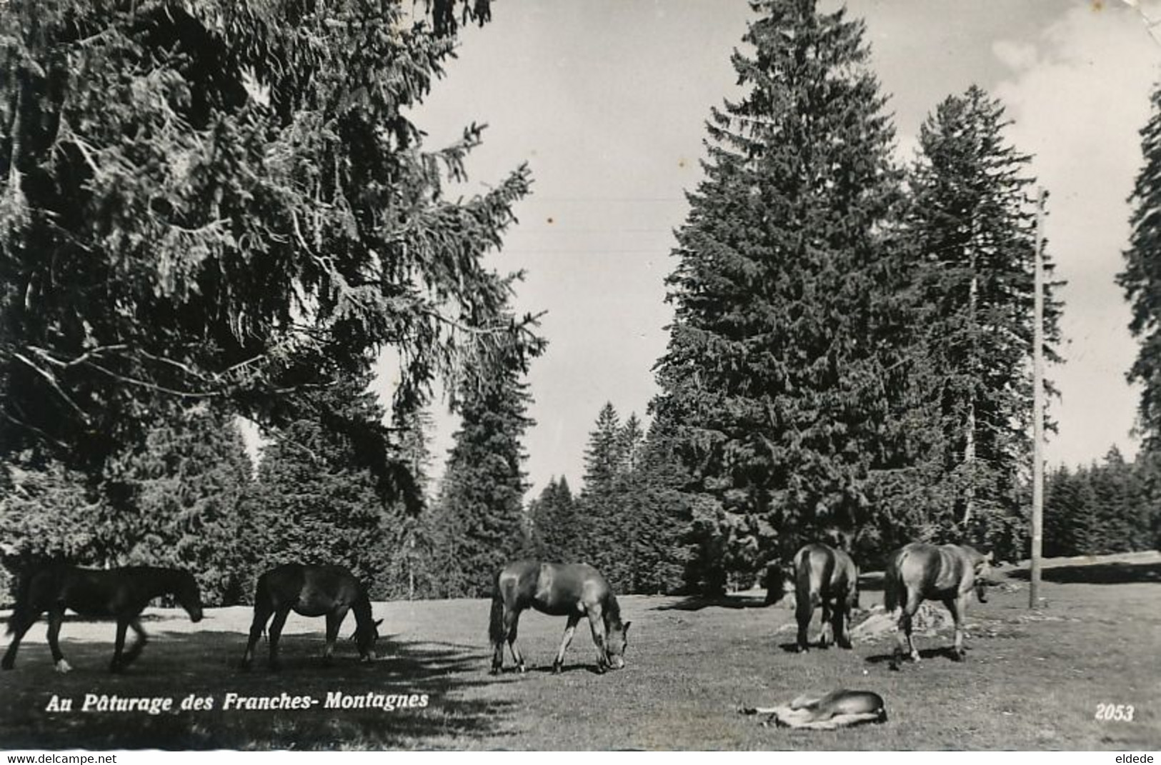 Real Photo Au Paturage Des Franches Montagnes  Chevaux Timbrée Saignelegier - Saignelégier