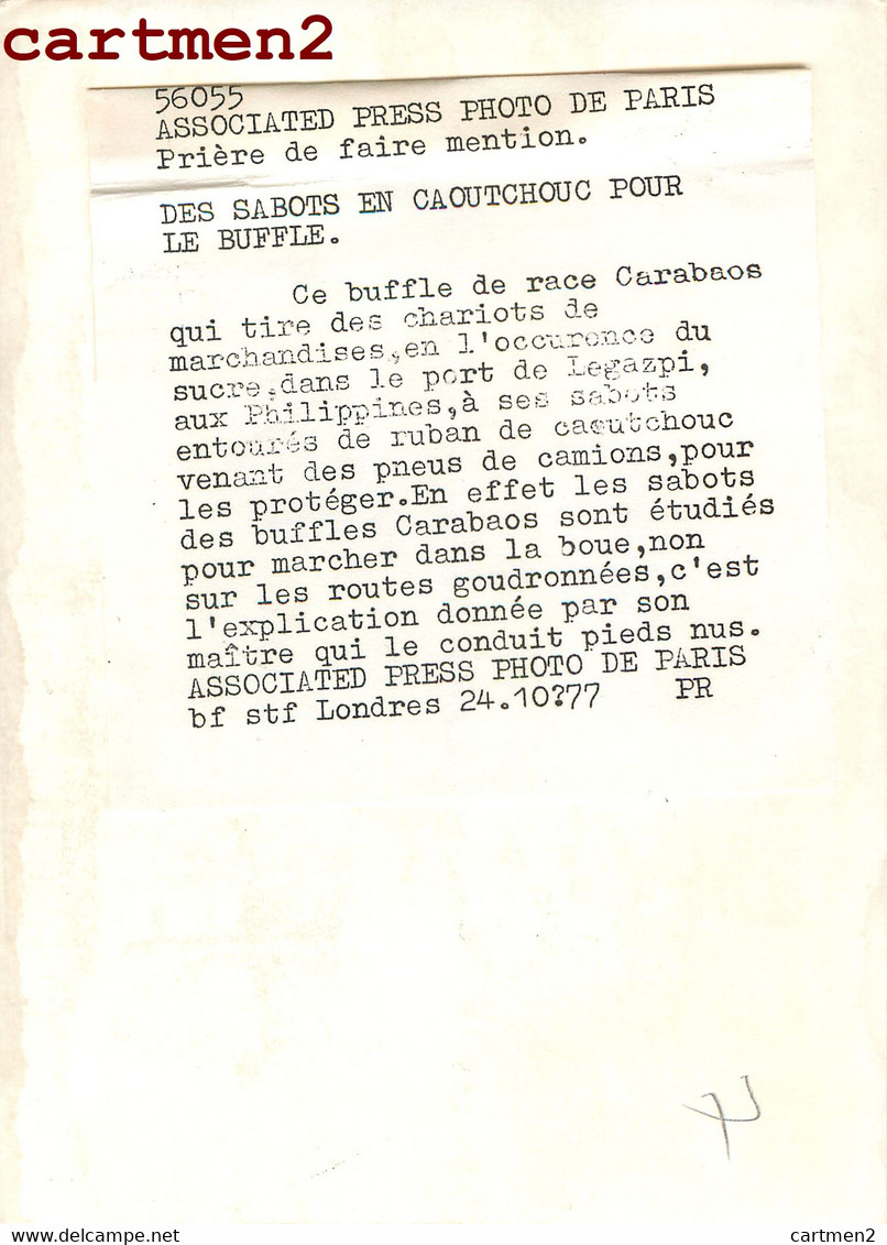 PHOTOGRAPHIE ANCIENNE : PHILIPPINES BUFFLE DE RACE CARABAOS PORT DE LEGAZPI ALBAY FILIPINO FILIPINAS - Filippijnen