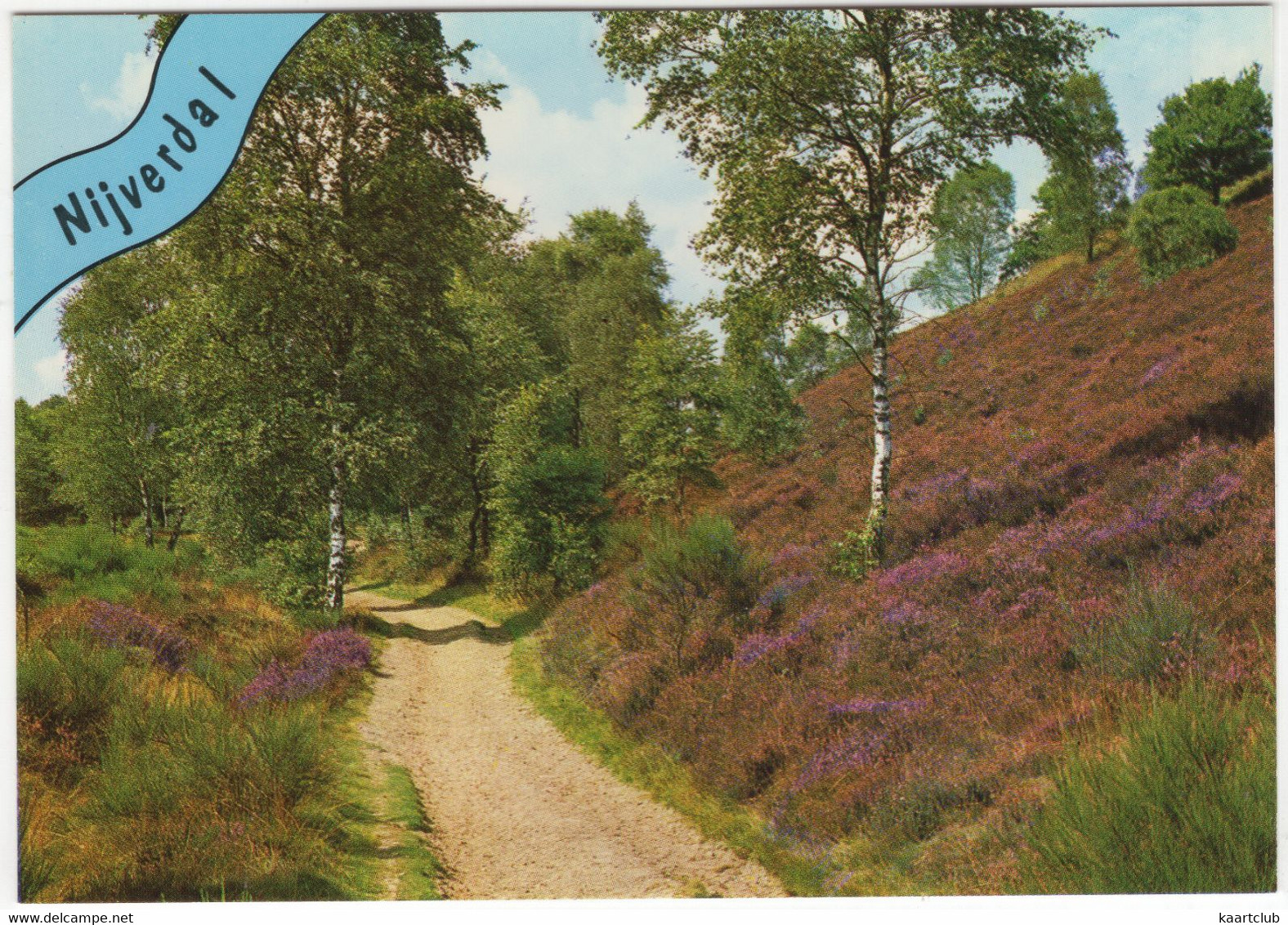 Nijverdal - Berkenbomen Langs Een Zandpad, Bloeiende Heide - (Nederland) - Nr. AR11 - Nijverdal