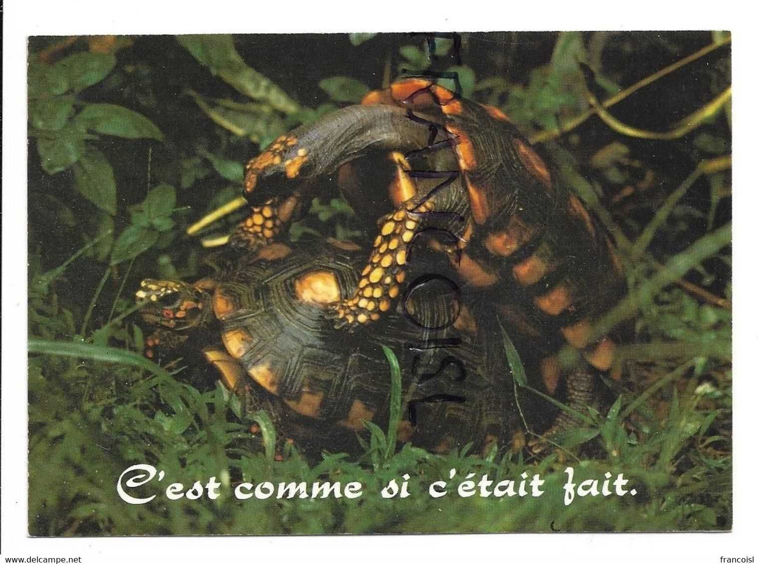 Couple De Tortues En Rut:" C'est Comme Si C'était Fait" - Schildkröten