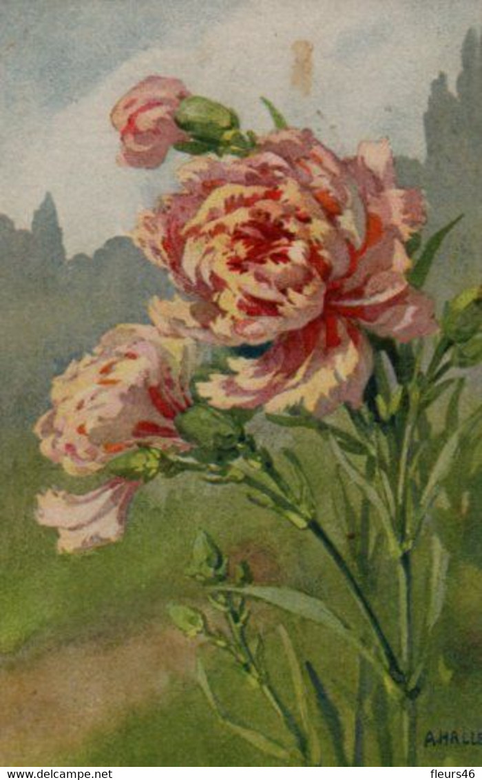 Illustrée Signée A. HALLER : Oeillets Roses - Haller, A.