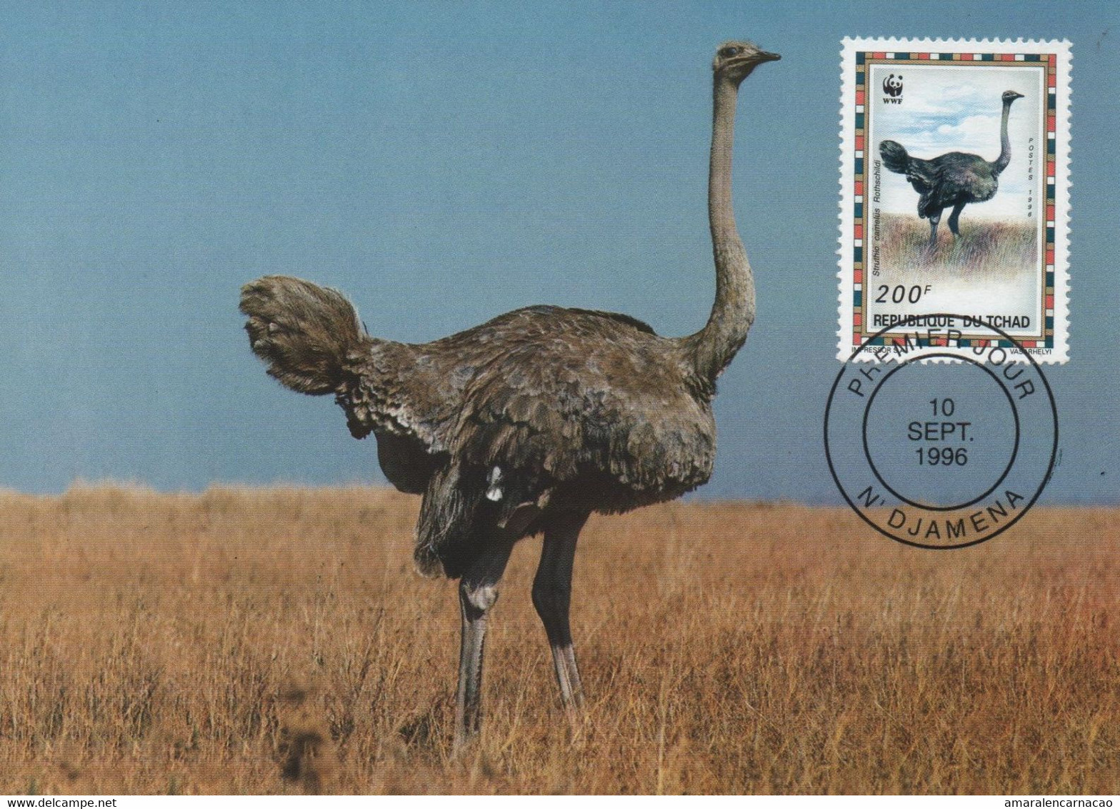 CARTE MAXIMUM- MAXICARD- MAXIMUM KARTE- CARTOLINA MAXIMA- MAXIMUM CARD- TCHAD- AUTRUCHE- Struthio Camelus - OBL 1ER JOUR - Ostriches