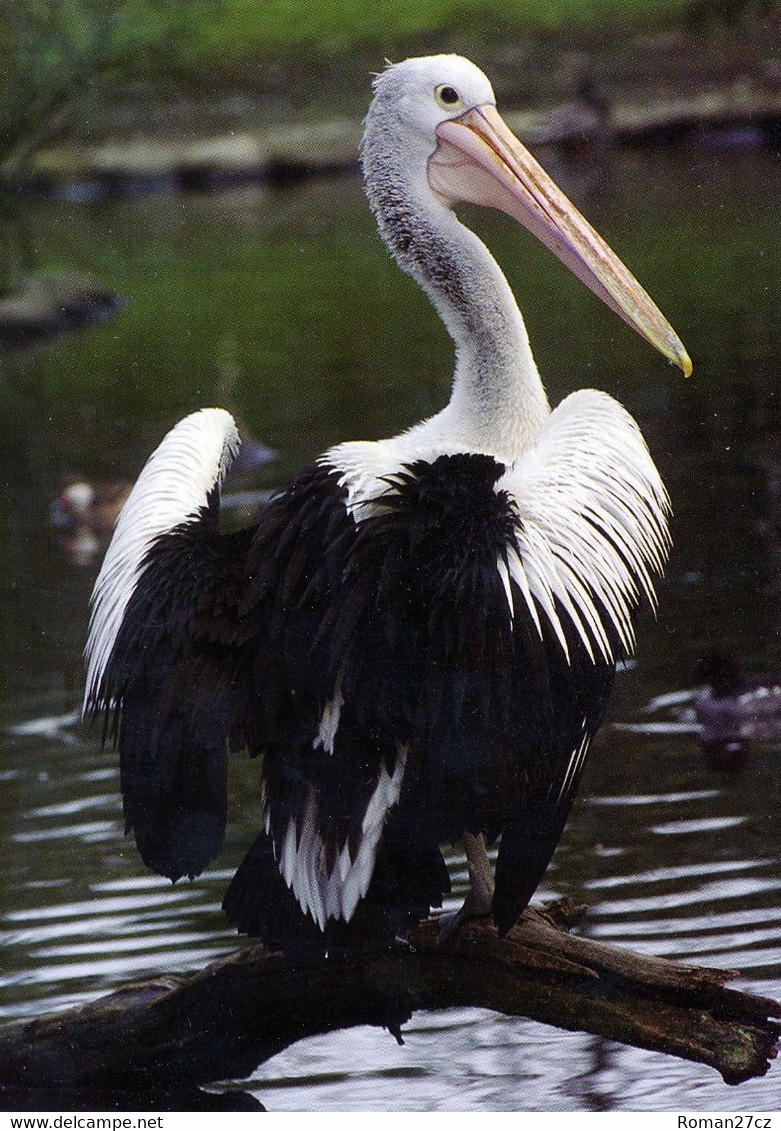 Vogelpark Walsrode (Bird Park), Germany - Pelican - Walsrode