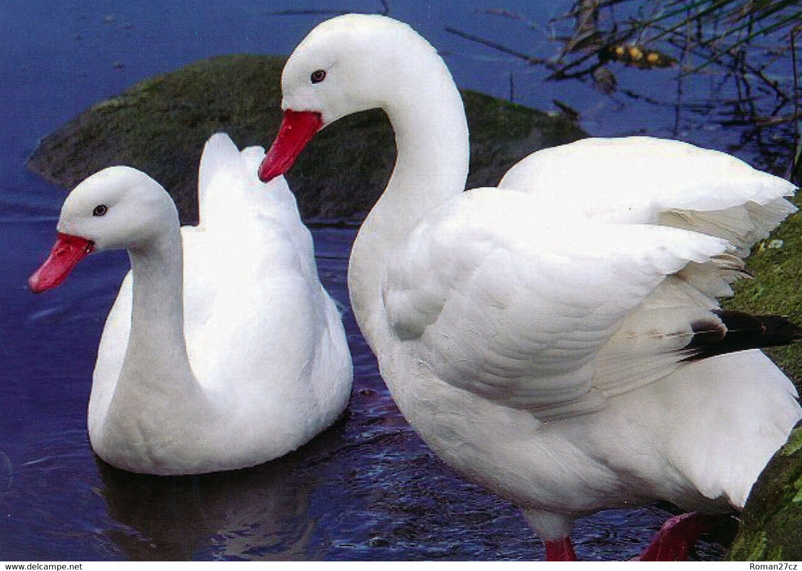 Vogelpark Walsrode (Bird Park), Germany - Coscorcoba Swan - Walsrode