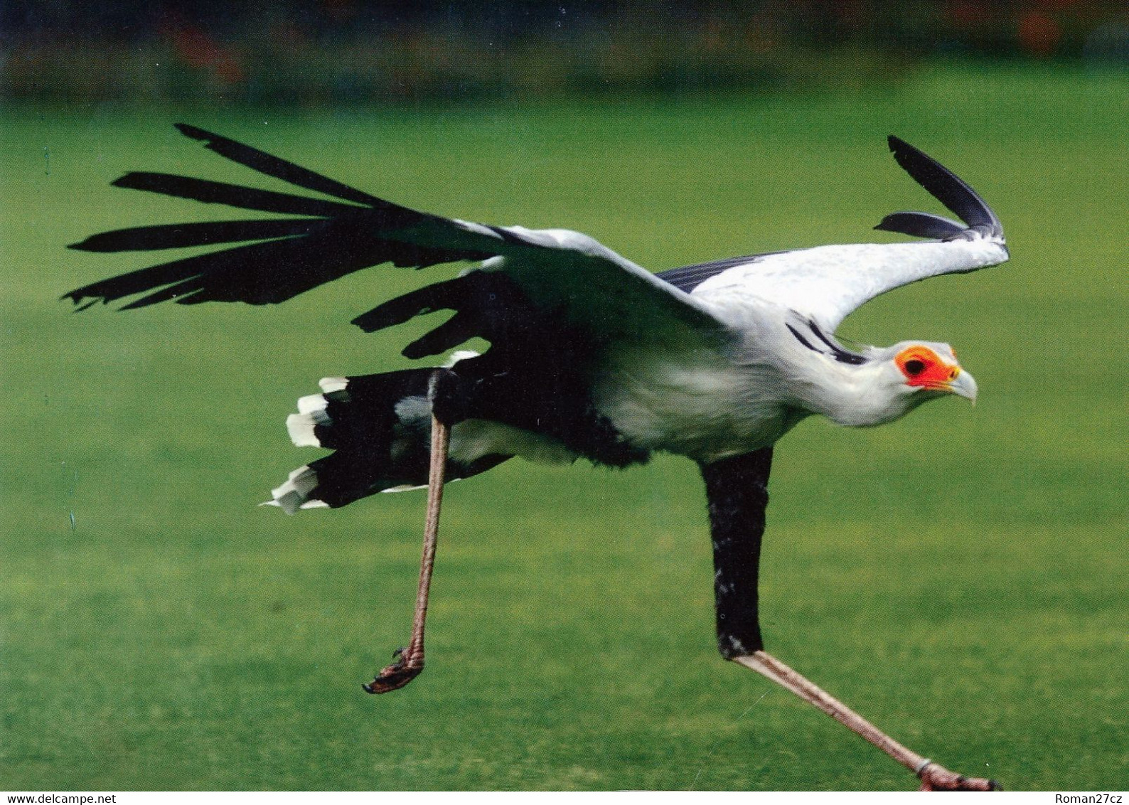 Vogelpark Walsrode (Bird Park), Germany - Secretary Bird - Walsrode