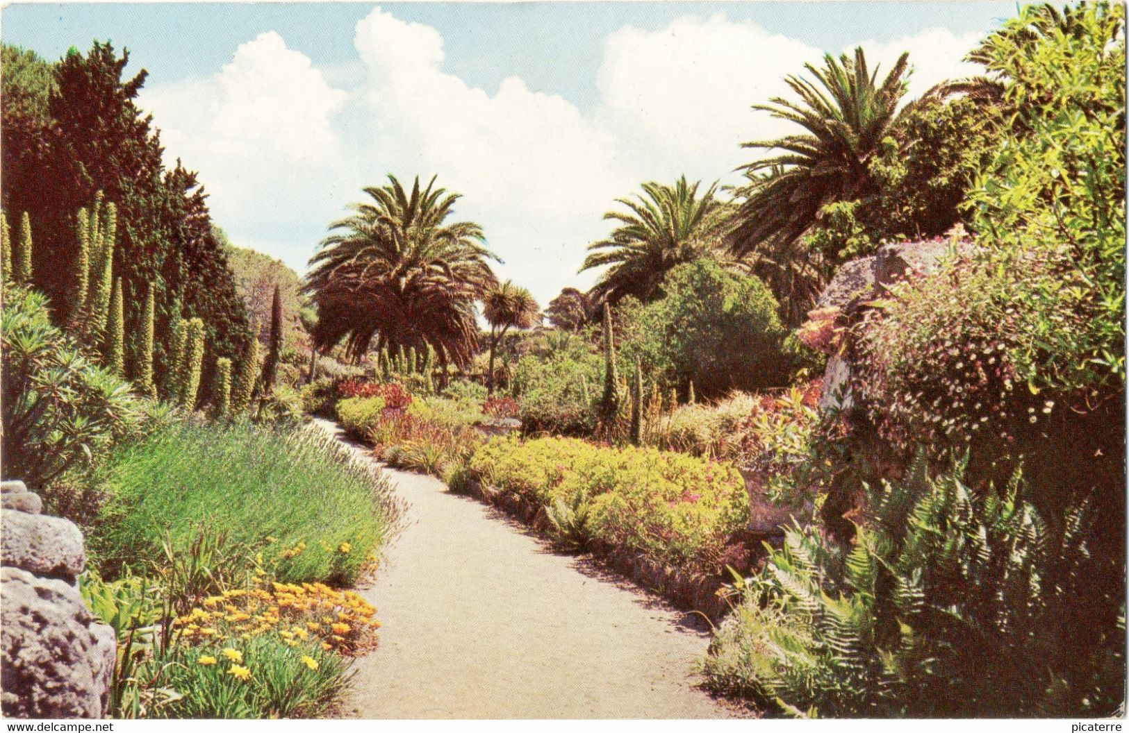 Tresco Gardens, Scilly Isles C1960s,(F.E.Gibson-Natural Colour Series U.S.A.) - Scilly Isles