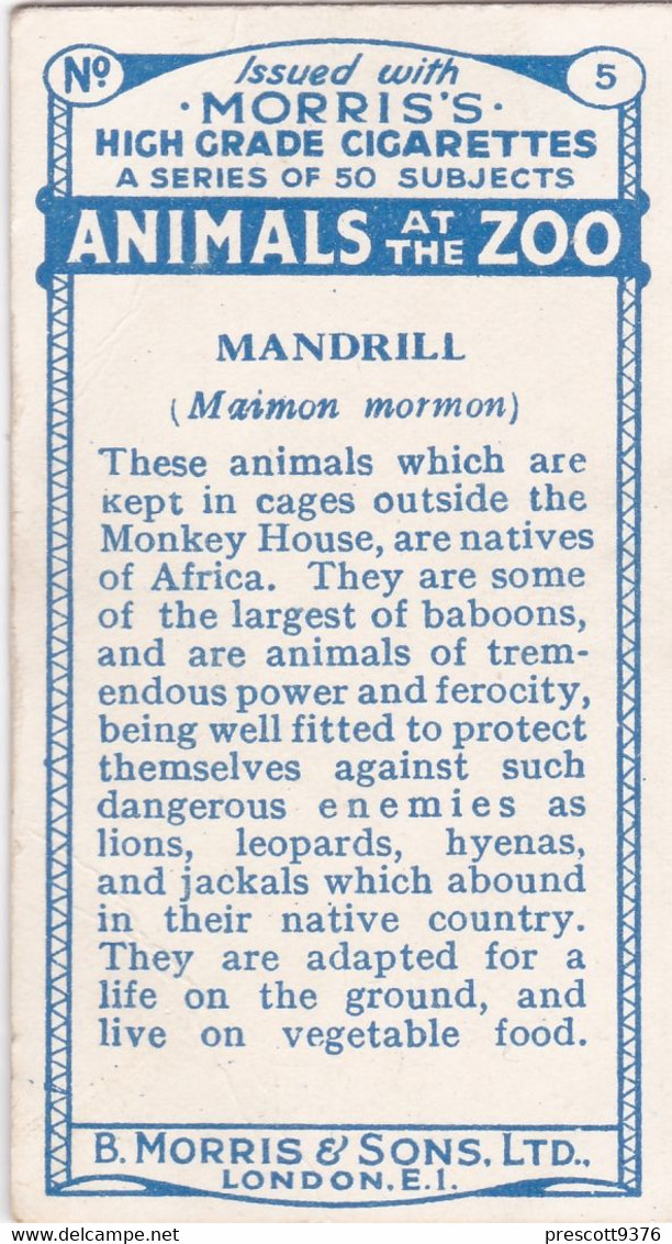 5 Mandrill - Animals At The Zoo, 1924 - Morris Cigarette Card - Original - Wildlife - Phillips / BDV