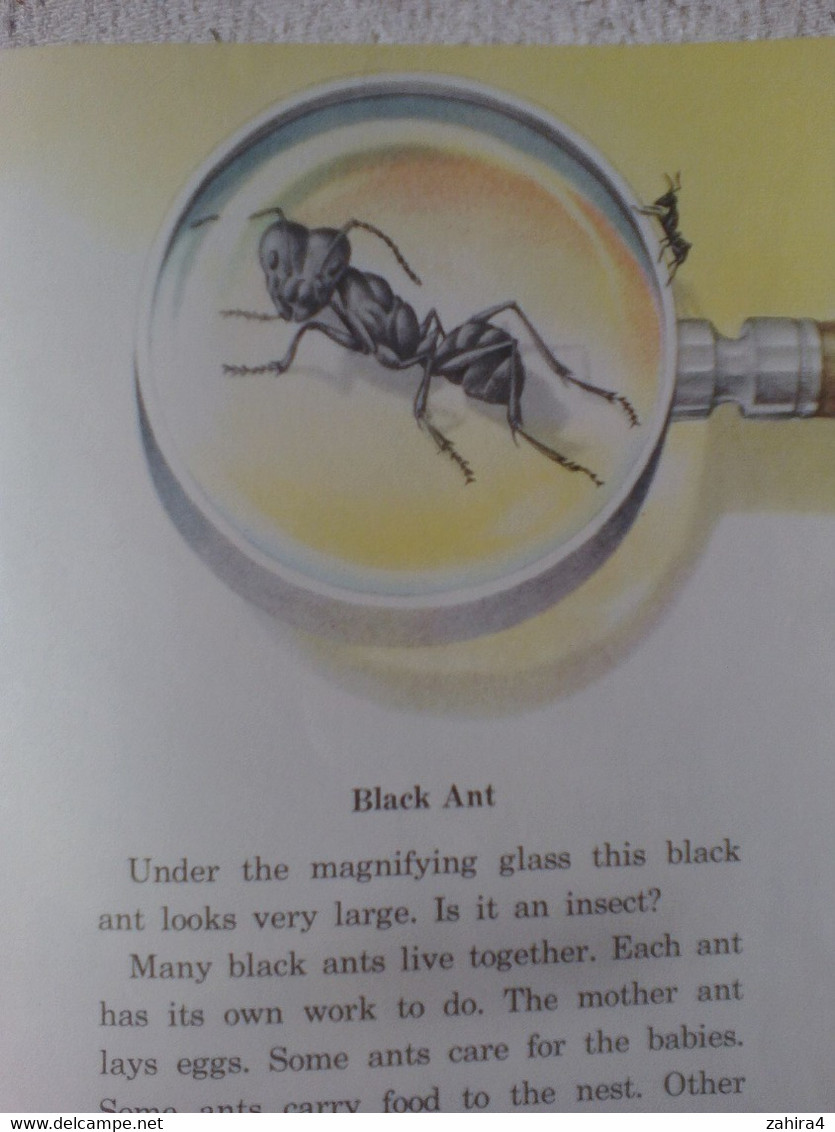 USA Six Legged Neighbors Papillons Basic Science Education Series Bertha Morris Parker Mabel O'Donnell Plus De 35 Dessin - Vie Sauvage