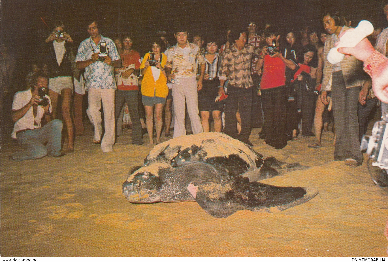 Turtle Tortue Malaysia - Giant Leatherback Turtle At Dungun Beach - Tortugas