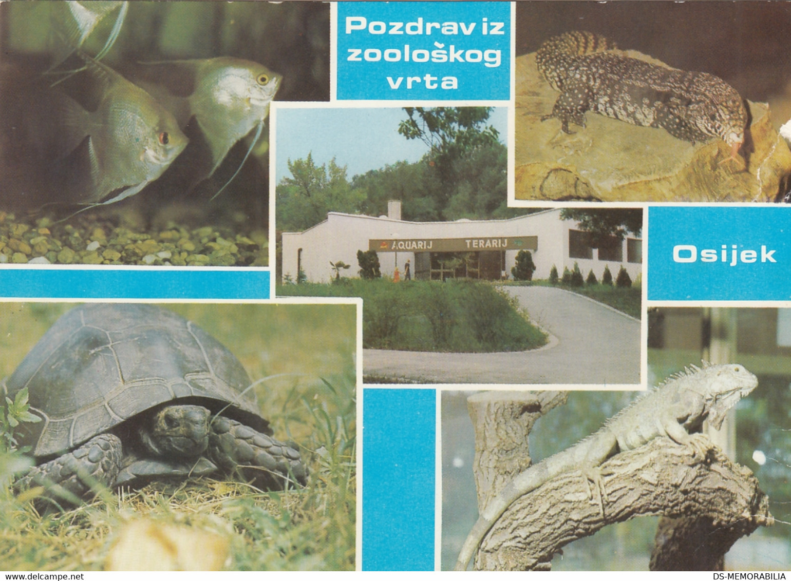 Turtle Tortue Iguana Aquarium Fish Osijek Cooatia Zoo - Schildkröten