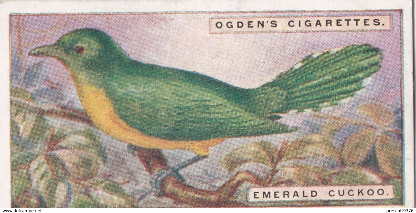 11 Emerald Cuckoo  - Foreign Birds 1924 - Ogdens  Cigarette Card - Original - Wildlife - Ogden's