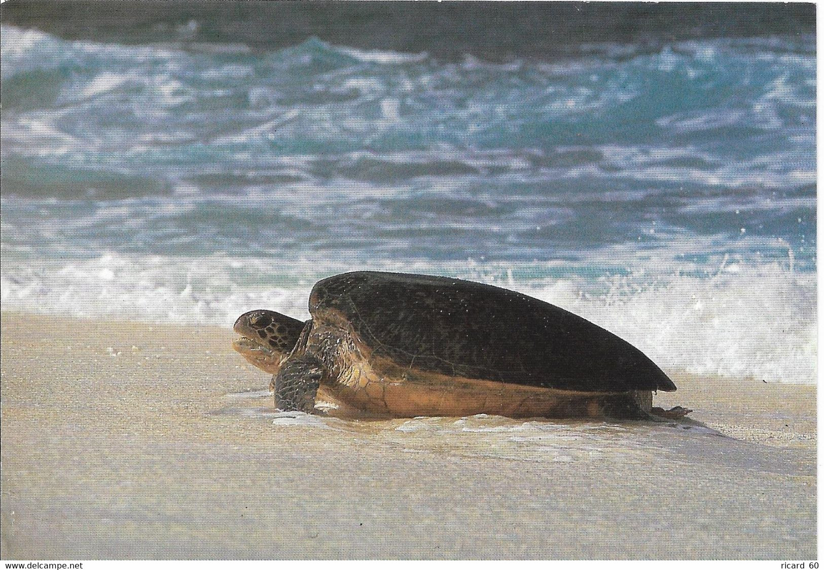 Cp île Tromelin Femelle De Tortue Franche Montant à Terre Pour Pondre - Schildkröten