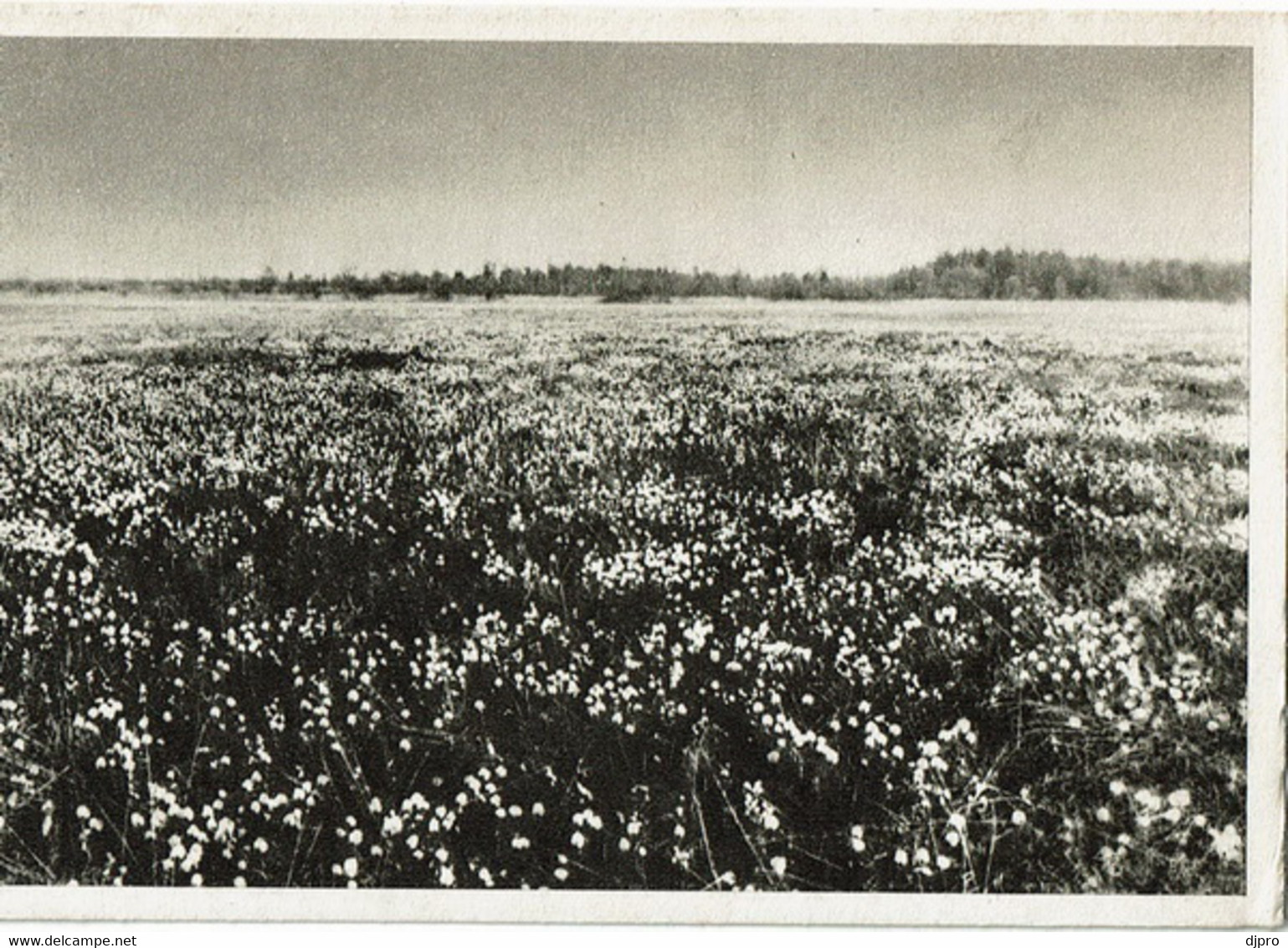 Plateau De La Baraque Michel - Bullange - Bullingen