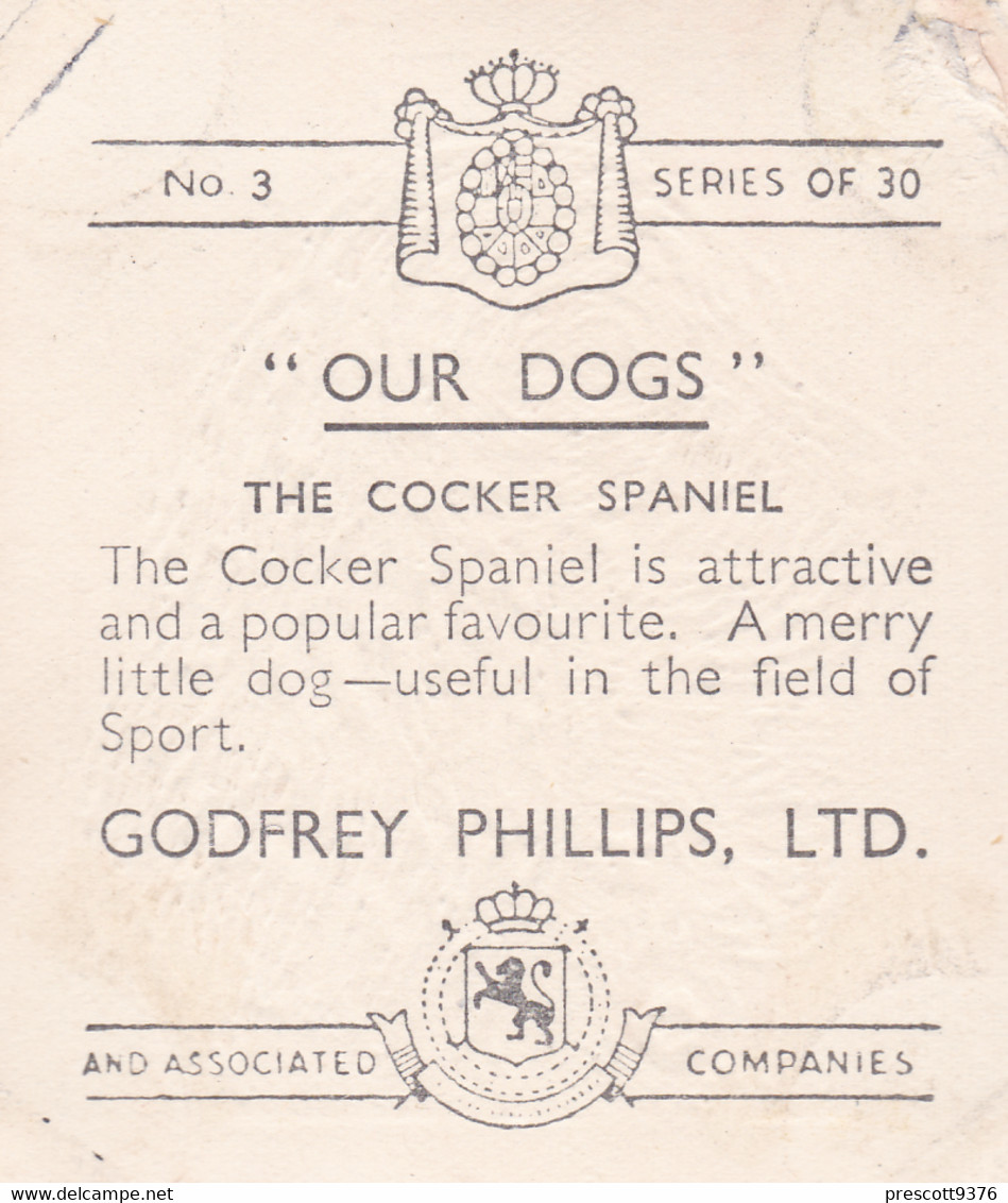 3 Cocker Spaniel   - Our Dogs 1939  -  Phillips Cigarette Card - Original - Pets - Animals - 5x6cm - Phillips / BDV