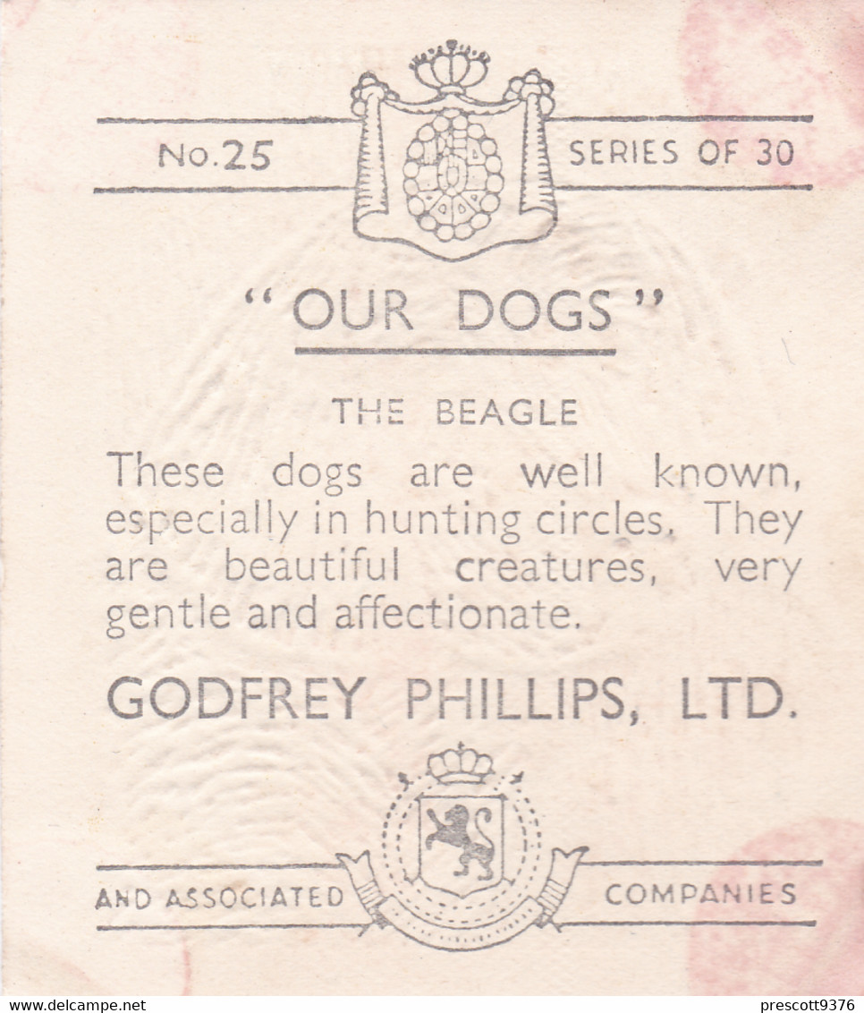 25 The Beagle   - Our Dogs 1939  -  Phillips Cigarette Card - Original - Pets - Animals - 5x6cm - Phillips / BDV