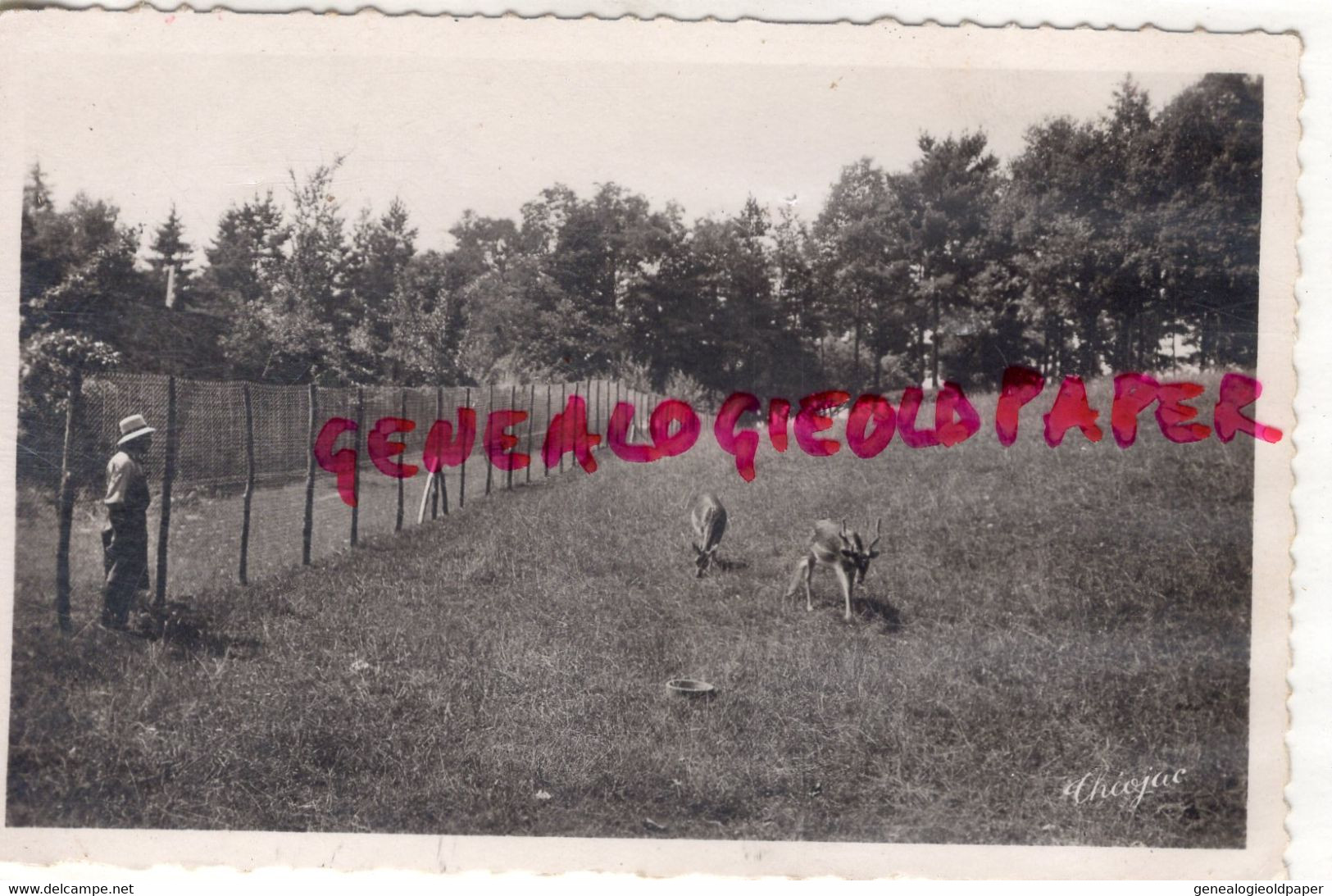 87- CHATEAUNEUF LA FORET - SANATORIUM DE BELLEGARDE LES FLEURS - LE PARC ET LES BICHES - Chateauneuf La Foret