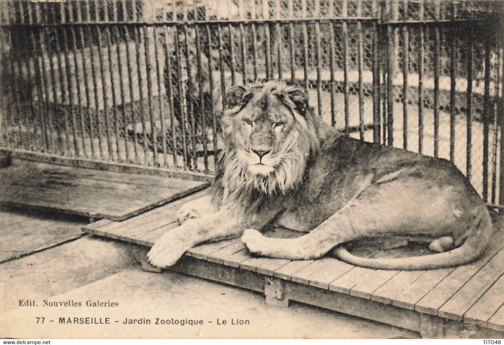 France (13 Marseille) - Jardin Zoologique - Le Lion - Parks